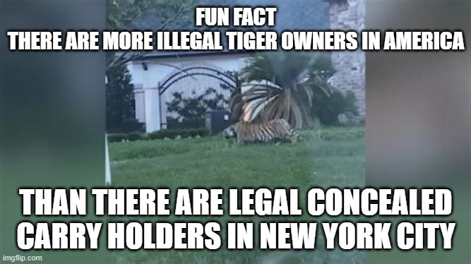 Permitted by law | FUN FACT
THERE ARE MORE ILLEGAL TIGER OWNERS IN AMERICA; THAN THERE ARE LEGAL CONCEALED CARRY HOLDERS IN NEW YORK CITY | image tagged in legal,permit,gun,tiger | made w/ Imgflip meme maker