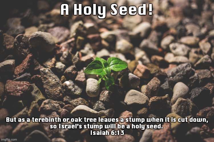 The Remnant | A Holy Seed! But as a terebinth or oak tree leaves a stump when it is cut down,
so Israel’s stump will be a holy seed. 
Isaiah 6:13 | image tagged in daughter zion,children of abraham,israelites,jews,hebrews | made w/ Imgflip meme maker