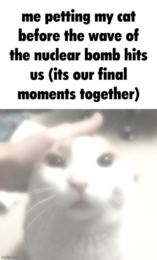 nooo :( | image tagged in cats | made w/ Imgflip meme maker
