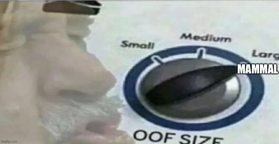 Oof Size | MAMMAL | image tagged in oof size | made w/ Imgflip meme maker
