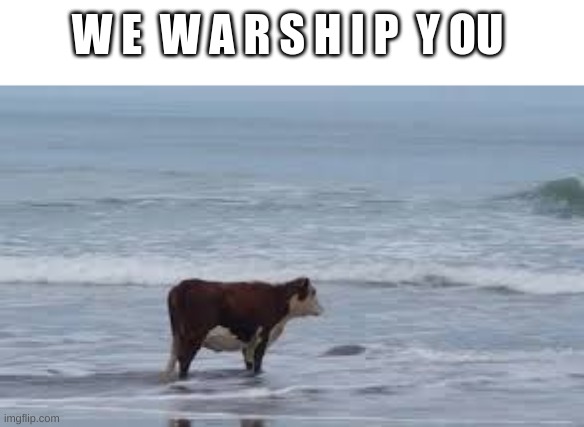 w e w a r s h i p y o u c o w | W E  W A R S H I P  Y OU | image tagged in cow,ocean cow,we warship you cow | made w/ Imgflip meme maker