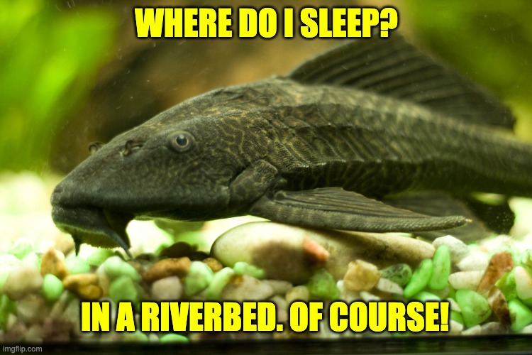 Sleep | WHERE DO I SLEEP? IN A RIVERBED. OF COURSE! | image tagged in sucker fish | made w/ Imgflip meme maker