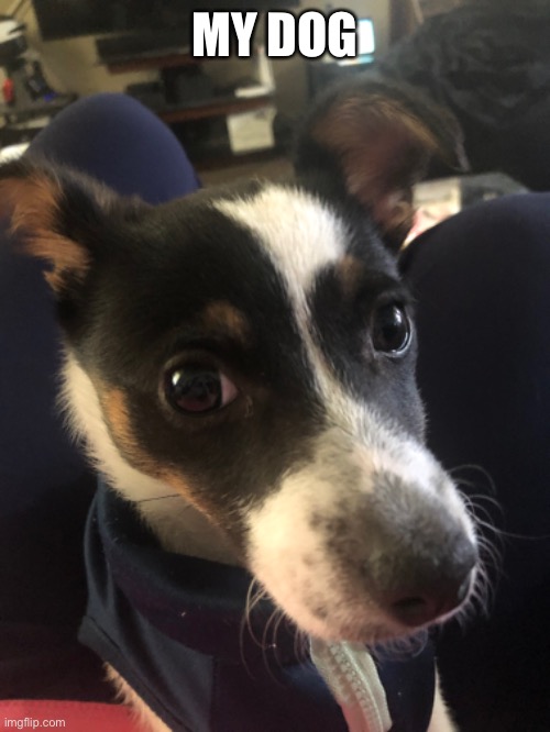 MY DOG | made w/ Imgflip meme maker