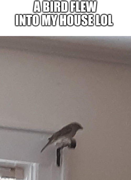 We got it out, and the bird wasnt hurt | A BIRD FLEW INTO MY HOUSE LOL | image tagged in memes,birds | made w/ Imgflip meme maker