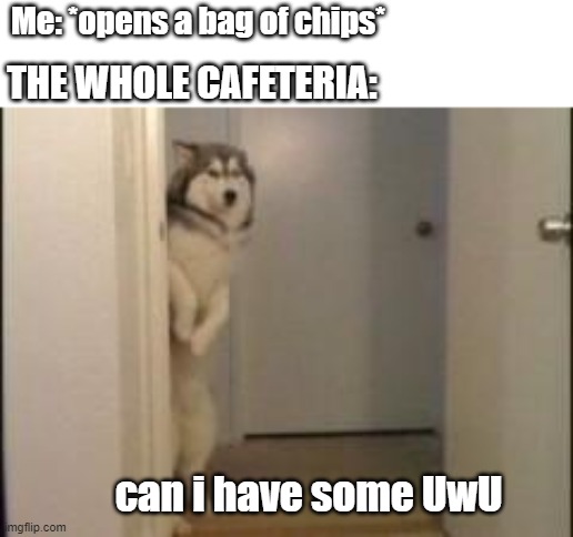 tru | Me: *opens a bag of chips*; THE WHOLE CAFETERIA:; can i have some UwU | image tagged in embarassed husky | made w/ Imgflip meme maker