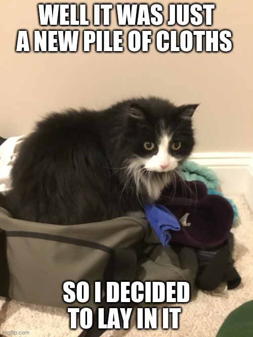 Cute cat | WELL IT WAS JUST A NEW PILE OF CLOTHS; SO I DECIDED TO LAY IN IT | image tagged in cat in suitcase | made w/ Imgflip meme maker
