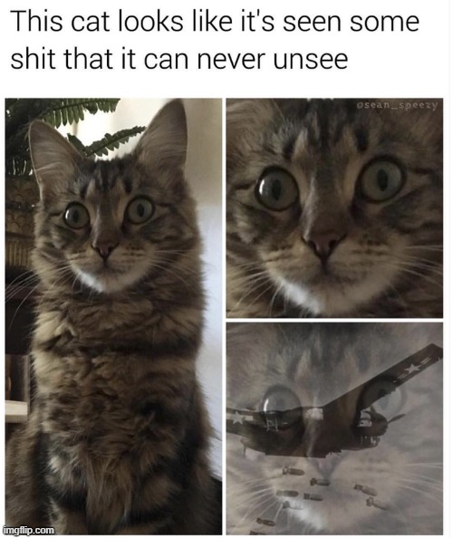 This is me when i look up cursed pics. | image tagged in cats | made w/ Imgflip meme maker