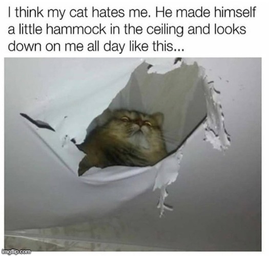 why do you hate me? | image tagged in cats | made w/ Imgflip meme maker