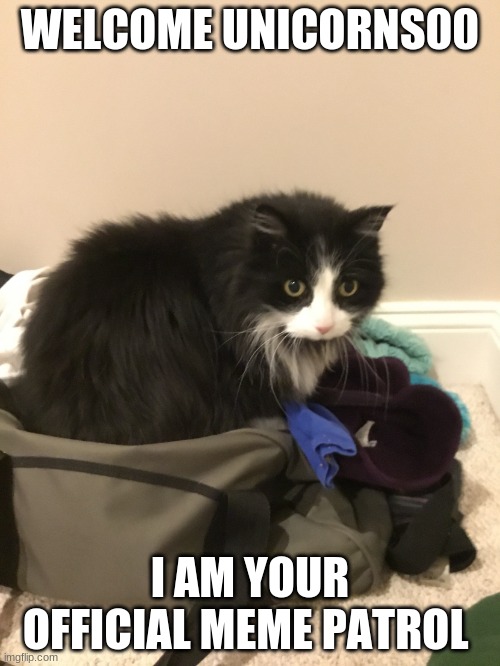 Cat in Suitcase | WELCOME UNICORNS00; I AM YOUR OFFICIAL MEME PATROL | image tagged in cat in suitcase | made w/ Imgflip meme maker