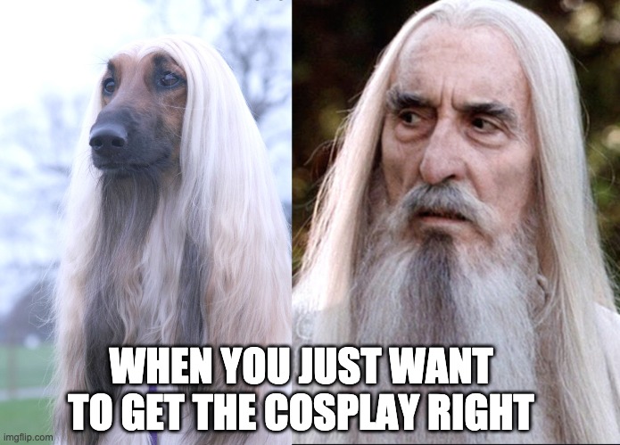 Getting the Right Cosplay hair | WHEN YOU JUST WANT TO GET THE COSPLAY RIGHT | image tagged in lord of the rings,cosplay,dogs,wig,hair | made w/ Imgflip meme maker