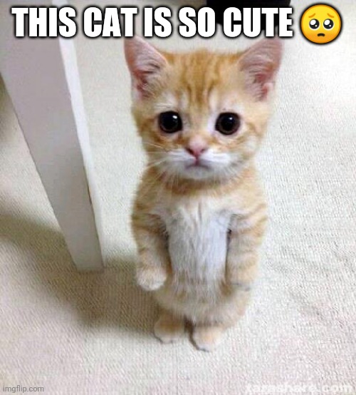 Cute Cat | THIS CAT IS SO CUTE 🥺 | image tagged in memes,cute cat | made w/ Imgflip meme maker