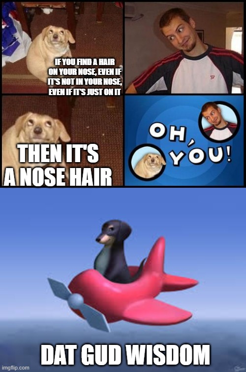 nose hair | IF YOU FIND A HAIR ON YOUR NOSE, EVEN IF IT'S NOT IN YOUR NOSE, EVEN IF IT'S JUST ON IT; THEN IT'S A NOSE HAIR; DAT GUD WISDOM | image tagged in oh you,dog of wisdom | made w/ Imgflip meme maker