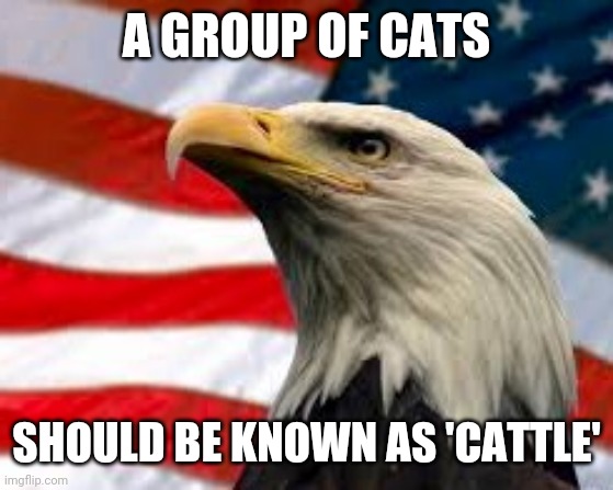 Murica Patriotic Eagle | A GROUP OF CATS; SHOULD BE KNOWN AS 'CATTLE' | image tagged in murica patriotic eagle | made w/ Imgflip meme maker