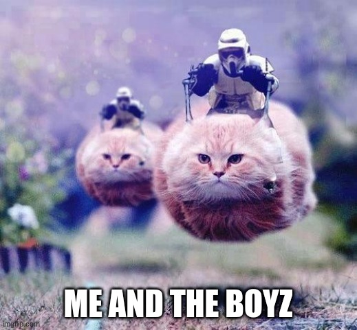 boyz | ME AND THE BOYZ | image tagged in storm trooper cats | made w/ Imgflip meme maker