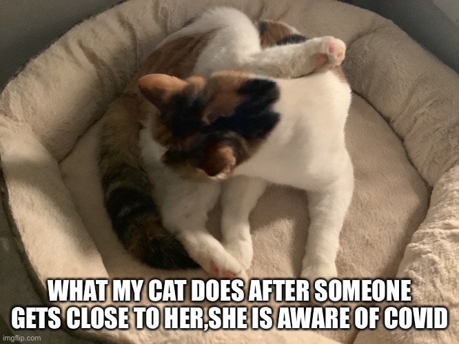 WHAT MY CAT DOES AFTER SOMEONE GETS CLOSE TO HER,SHE IS AWARE OF COVID | image tagged in germs,funny,cats | made w/ Imgflip meme maker