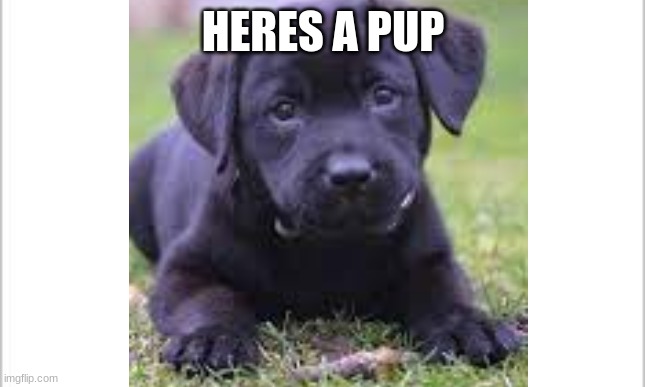 HERES A PUP | made w/ Imgflip meme maker