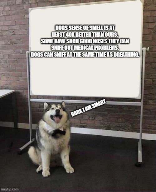 doggo is smart | DOGS SENSE OF SMELL IS AT LEAST 40X BETTER THAN OURS.
SOME HAVE SUCH GOOD NOSES THEY CAN SNIFF OUT MEDICAL PROBLEMS.
DOGS CAN SNIFF AT THE SAME TIME AS BREATHING. BORK I AM SMART | image tagged in professor doggo,bork,oh wow are you actually reading these tags,random dog facts,whiteboard,why did i put the previous tag there | made w/ Imgflip meme maker