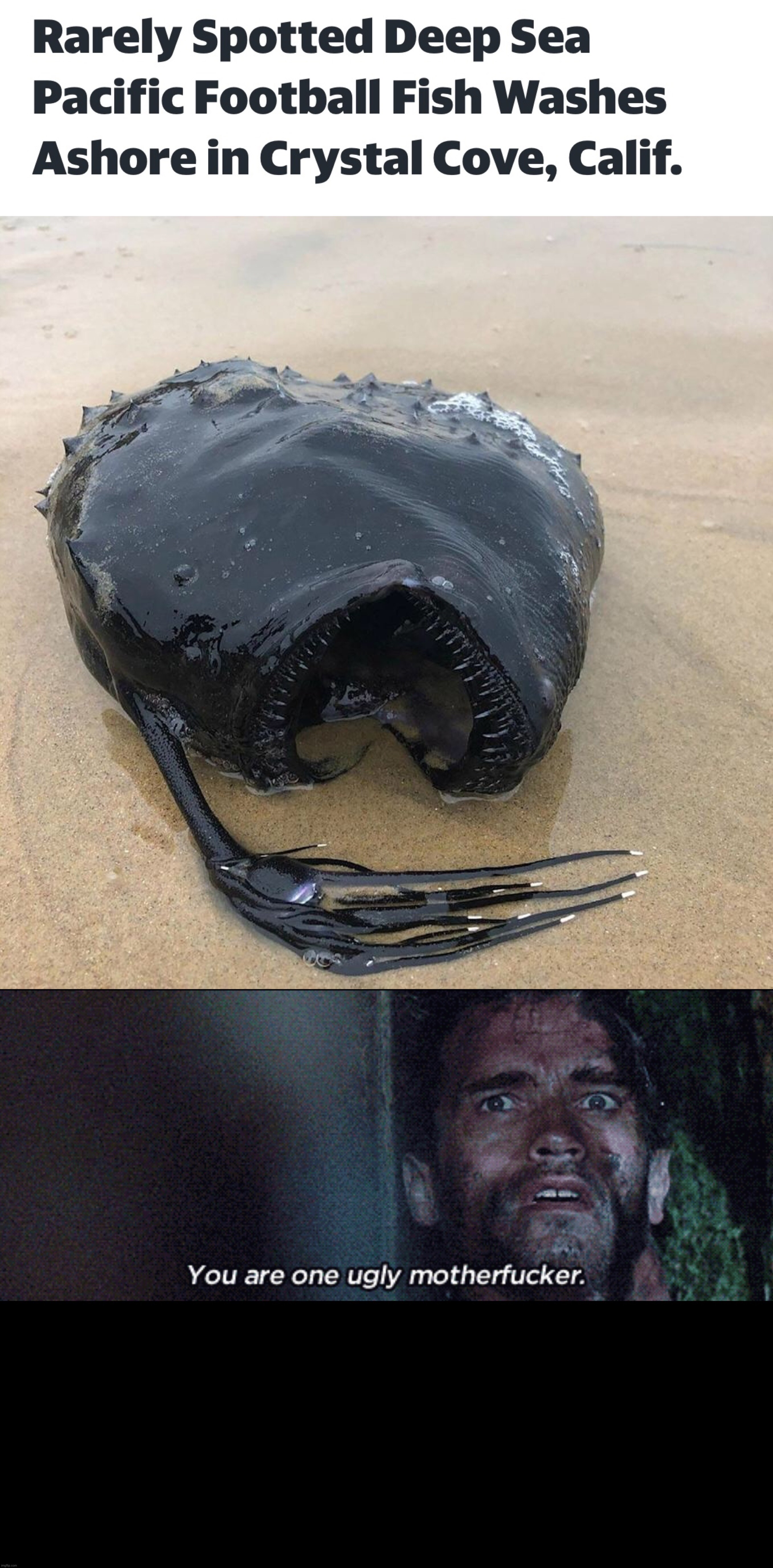 One ugly mother… | image tagged in fish,california,predator,arnold schwarzenegger,day at the beach,aliens | made w/ Imgflip meme maker
