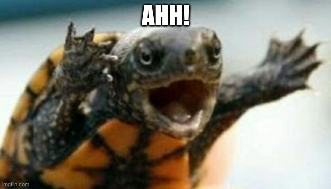 Turtle Say What? | AHH! | image tagged in turtle say what | made w/ Imgflip meme maker