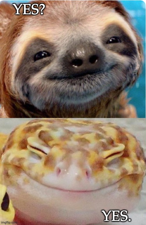 Let's be happy for a minute right now. | YES? YES. | image tagged in extended happy sloth,extended happy,sloth,gecko | made w/ Imgflip meme maker