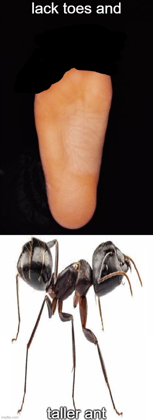 lack toes and taller ant | made w/ Imgflip meme maker