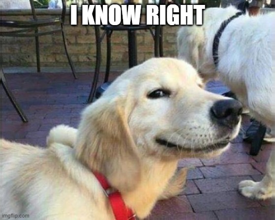 dog smiling | I KNOW RIGHT | image tagged in dog smiling | made w/ Imgflip meme maker