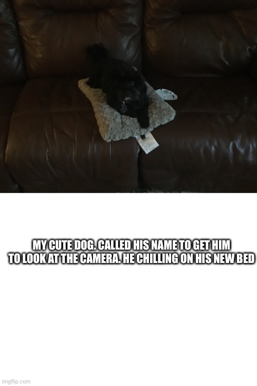 He chilling | MY CUTE DOG. CALLED HIS NAME TO GET HIM TO LOOK AT THE CAMERA. HE CHILLING ON HIS NEW BED | image tagged in blank white template | made w/ Imgflip meme maker