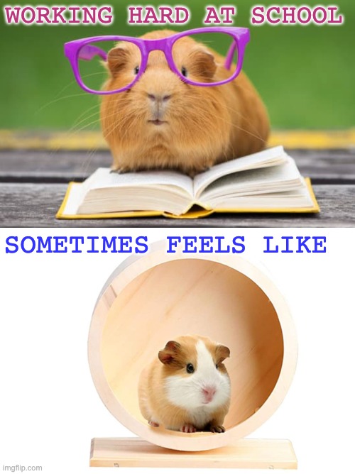 school pig | WORKING HARD AT SCHOOL; SOMETIMES FEELS LIKE | image tagged in school,work,guinea pig,cute puppy | made w/ Imgflip meme maker