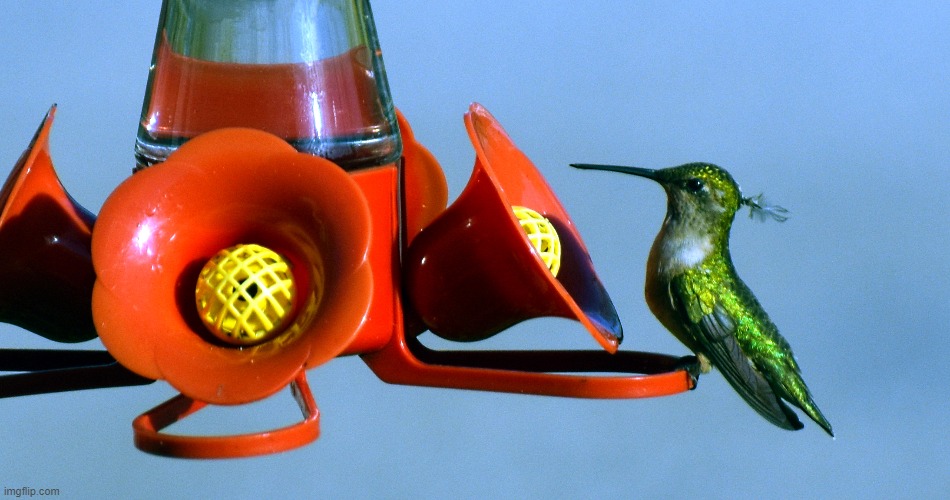 The hummers are back | image tagged in humming bird,kewlew | made w/ Imgflip meme maker