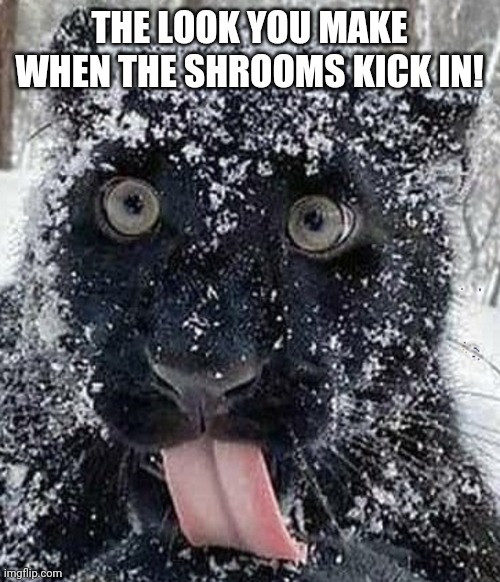 Shrooms | THE LOOK YOU MAKE WHEN THE SHROOMS KICK IN! | image tagged in trippin' | made w/ Imgflip meme maker