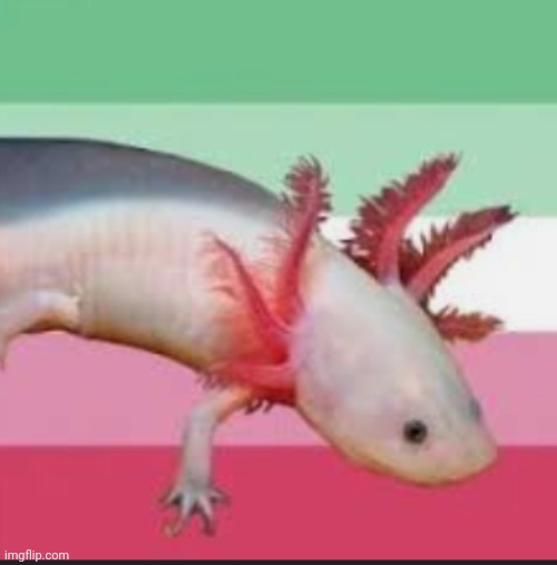 Abro Axolotl :D | image tagged in xhslsbdkdk,who needs tags when theres donut flavored fabric | made w/ Imgflip meme maker