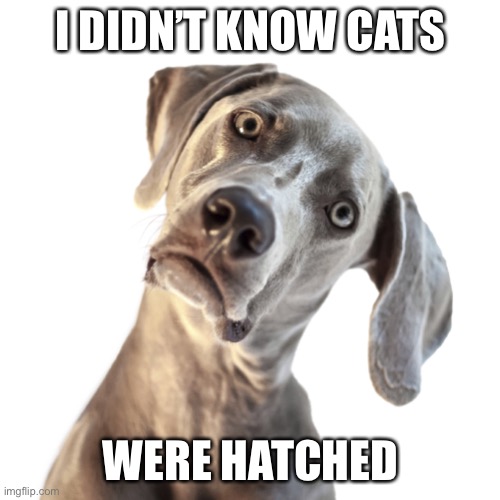 confused dog | I DIDN’T KNOW CATS WERE HATCHED | image tagged in confused dog | made w/ Imgflip meme maker