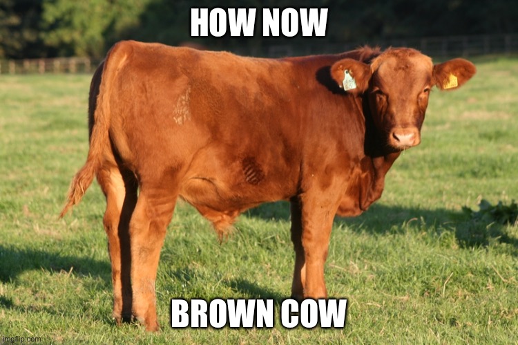 brown cow | HOW NOW BROWN COW | image tagged in brown cow | made w/ Imgflip meme maker