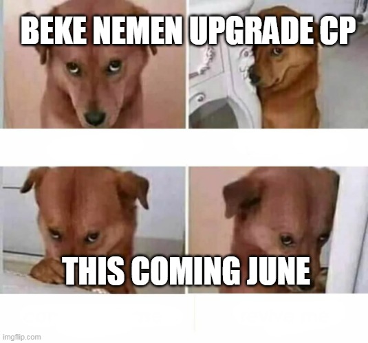 Shy dog |  BEKE NEMEN UPGRADE CP; THIS COMING JUNE | image tagged in shy dog | made w/ Imgflip meme maker