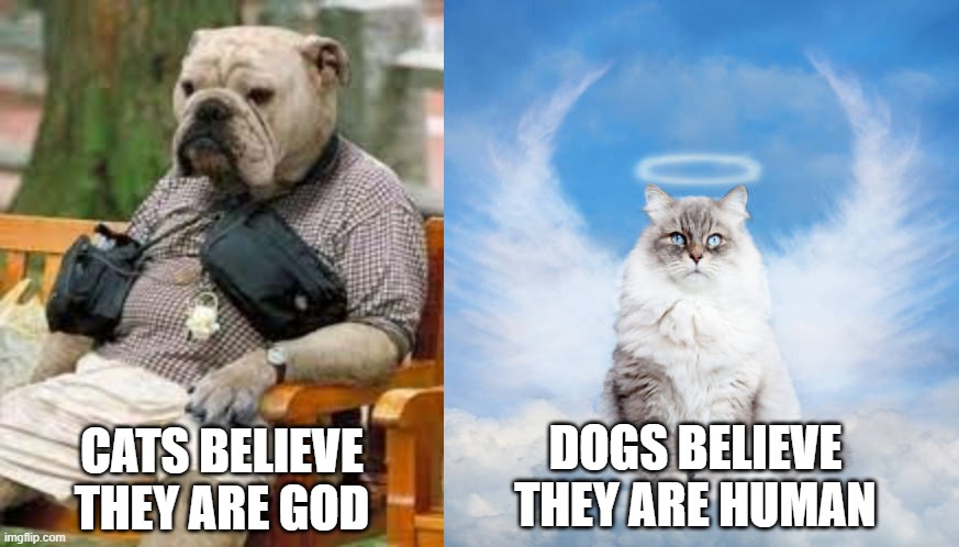 Animal believes | CATS BELIEVE THEY ARE GOD; DOGS BELIEVE THEY ARE HUMAN | image tagged in quotes | made w/ Imgflip meme maker