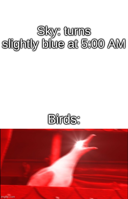 Sky: turns slightly blue at 5:00 AM; Birds: | image tagged in memes,blank transparent square,inhaling seagull | made w/ Imgflip meme maker