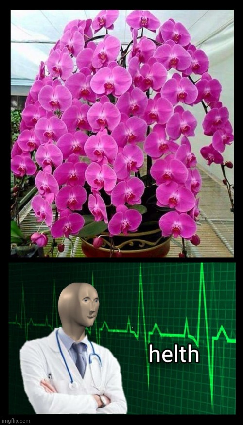 Healthy Orchid Meme | image tagged in gardening,flowers | made w/ Imgflip meme maker