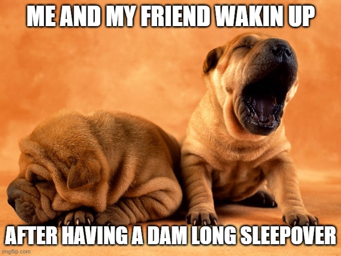  ME AND MY FRIEND WAKIN UP; AFTER HAVING A DAM LONG SLEEPOVER | image tagged in puppy,memes,funny | made w/ Imgflip meme maker