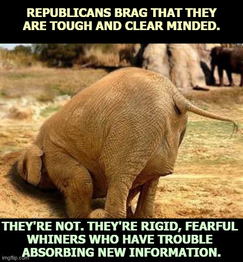 Any thought longer than a bumper sticker enrages conservatives. | REPUBLICANS BRAG THAT THEY ARE TOUGH AND CLEAR MINDED. THEY'RE NOT. THEY'RE RIGID, FEARFUL 
WHINERS WHO HAVE TROUBLE 
ABSORBING NEW INFORMATION. | image tagged in elephant with his head in the sand conservative blindness,conservatives,republicans,simple,mind | made w/ Imgflip meme maker