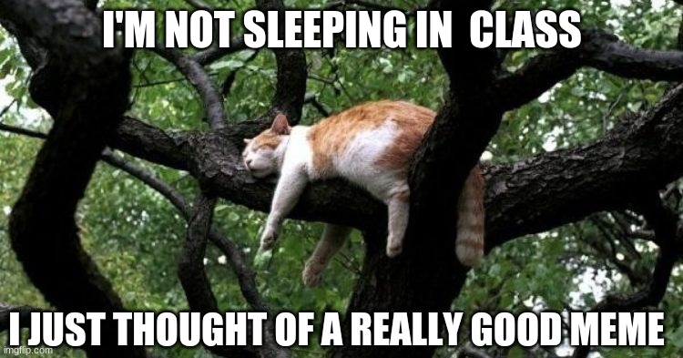 My favourite place to be... | I'M NOT SLEEPING IN  CLASS; I JUST THOUGHT OF A REALLY GOOD MEME | image tagged in sleepy cat | made w/ Imgflip meme maker