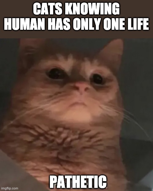 Cat pathetic | CATS KNOWING HUMAN HAS ONLY ONE LIFE; PATHETIC | image tagged in cat pathetic,cats | made w/ Imgflip meme maker