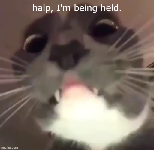 Cat is scared | image tagged in cats,not funny | made w/ Imgflip meme maker