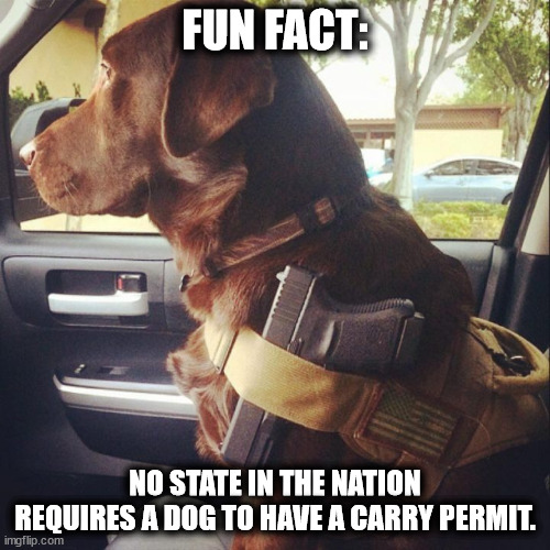 Fun fact: No state in the nation requires a dog to have a carry permit. | FUN FACT:; NO STATE IN THE NATION REQUIRES A DOG TO HAVE A CARRY PERMIT. | image tagged in strapped lab,my other dog is a glocker spaniel | made w/ Imgflip meme maker