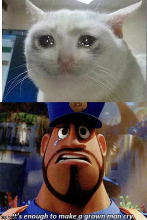 image tagged in crying cat,it's enough to make a grown man cry | made w/ Imgflip meme maker