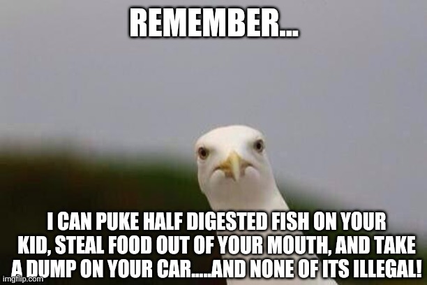 Birds....they are just above the law. | REMEMBER... I CAN PUKE HALF DIGESTED FISH ON YOUR KID, STEAL FOOD OUT OF YOUR MOUTH, AND TAKE A DUMP ON YOUR CAR.....AND NONE OF ITS ILLEGAL! | image tagged in cheeky gull,laws | made w/ Imgflip meme maker