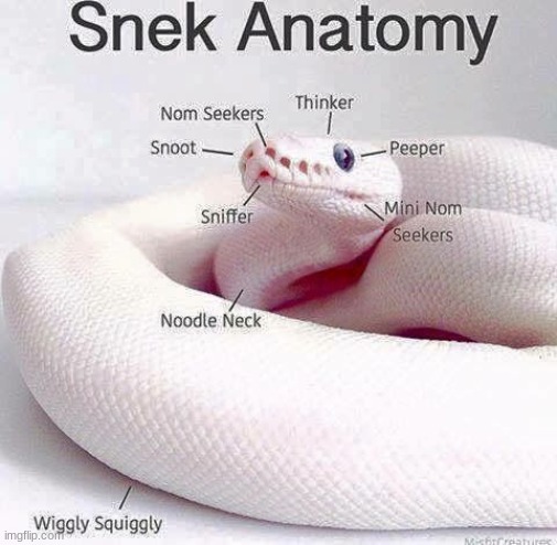 the image is not mine, i found it off of bing | image tagged in snek,memes,cute | made w/ Imgflip meme maker