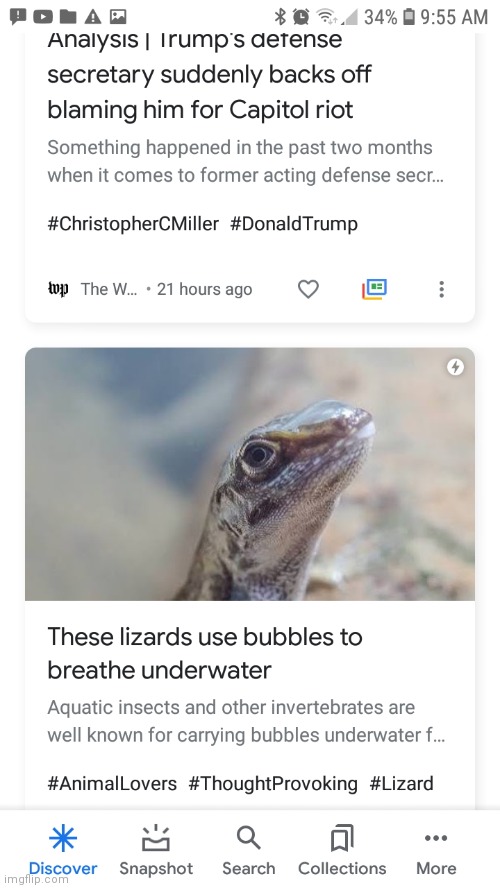 Nazi Trumper Underwater Lizard Bubble | image tagged in nazi trumper scuba lizard news duo,donald trump,lizard | made w/ Imgflip meme maker