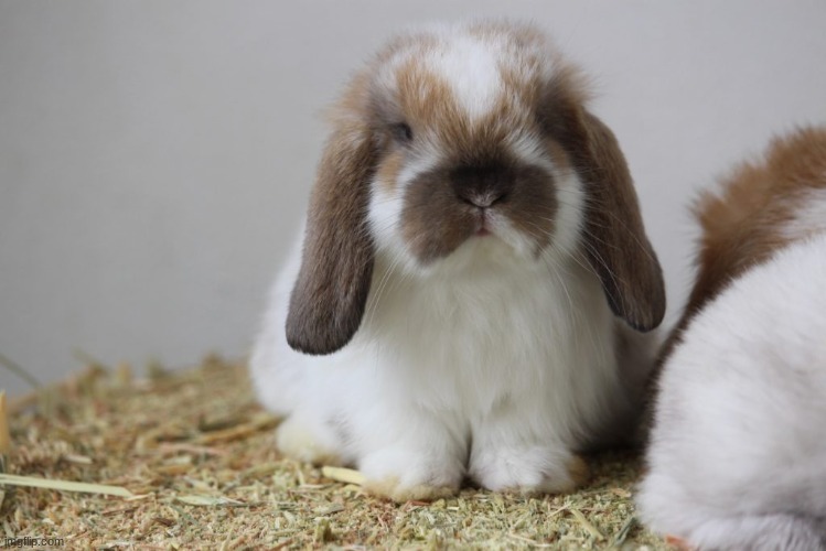 i was begging my dad for hours last night for a mini lop bunny | made w/ Imgflip meme maker