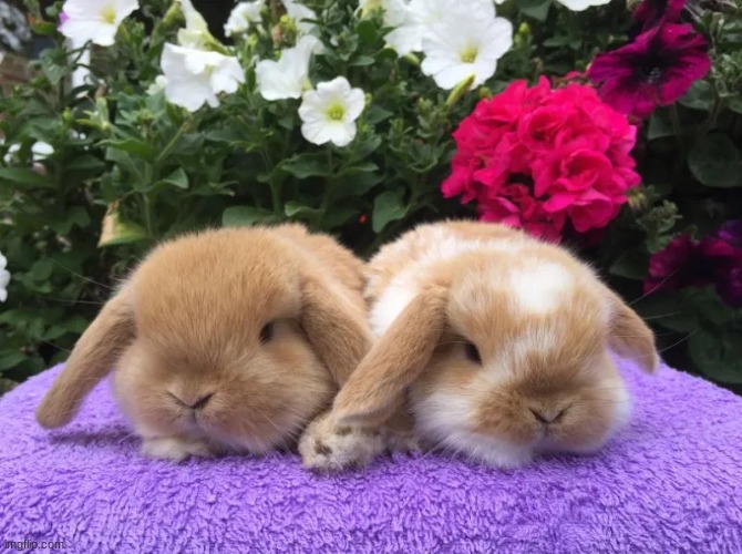 my dad said if we do get them, we'll have to get 2!!! 2 pet bunnies :D | made w/ Imgflip meme maker