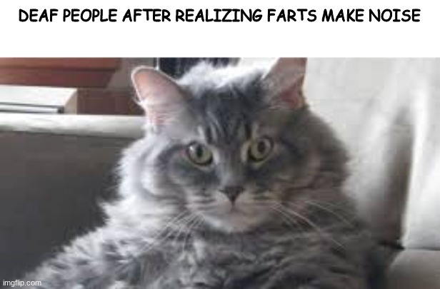 i made this template btw | DEAF PEOPLE AFTER REALIZING FARTS MAKE NOISE | image tagged in annoyed cat | made w/ Imgflip meme maker